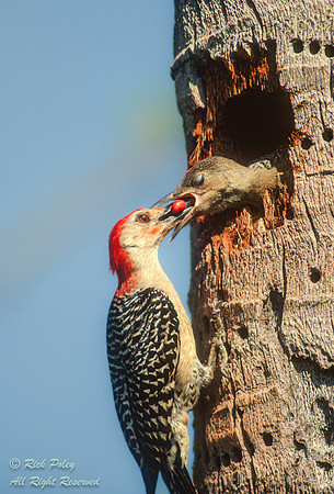 Male Red-Bellied Woodpecker (Melanerpes carolinus) Feeding Juven