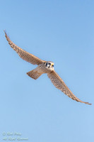 American Kestrel (Falco sparverius) in Flight, NM