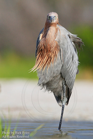 Reddish Egret (Egretta rufescens)