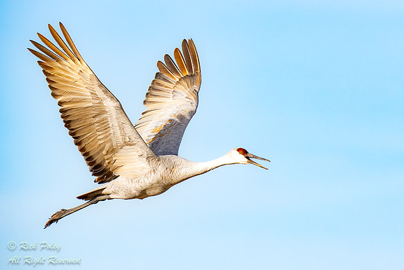 Calling Sandhill Crane (Grus canadensis) in Flight, NM