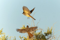 Flying Ash-throated Flycatchers (Myiarchus cinerascens) Engaged