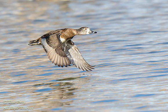 Female Ring-necked Duck (Aythya collaris) Flying Over a Pond, NM