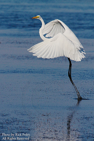 Great Egret (Ardea alba) taking off