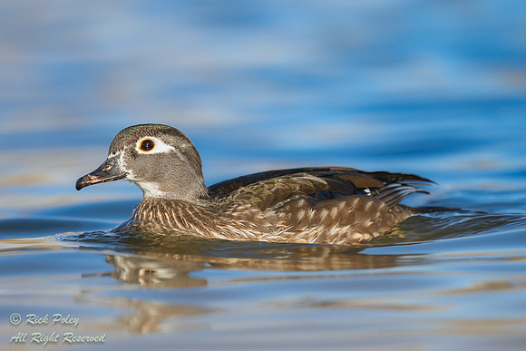 Female Wood Duck (Aix sponsa), NM