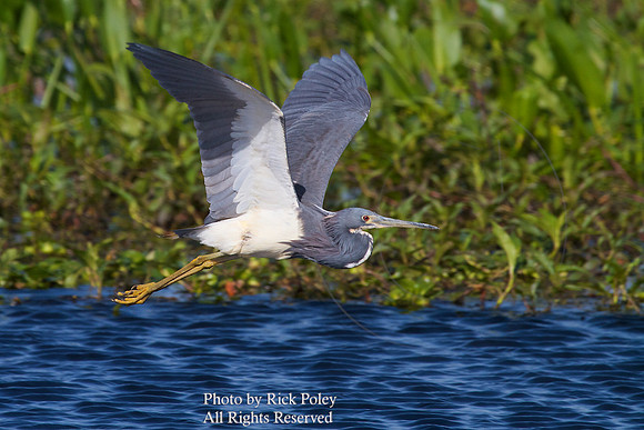 Tricolored Heron in Flight