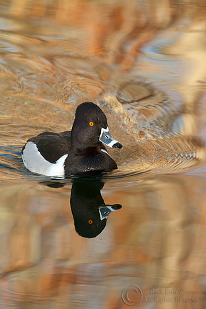 Ring-necked Duck (Aythya collaris)