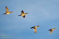 Drakes & Hens Wood Ducks (Aix sponsa) in Flight, NM