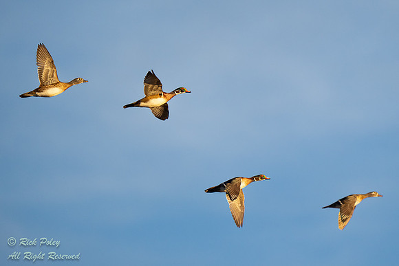 Drakes & Hens Wood Ducks (Aix sponsa) in Flight, NM