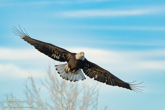 Incoming Bald Eagle (Haliaeetus leucocephalus) in Flight, NM