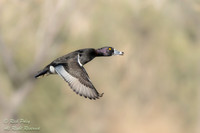 Male Ring-necked Duck (Aythya collaris) in Flight, NM