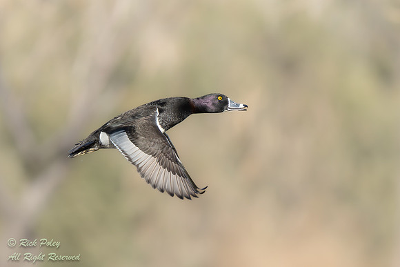 Male Ring-necked Duck (Aythya collaris) in Flight, NM