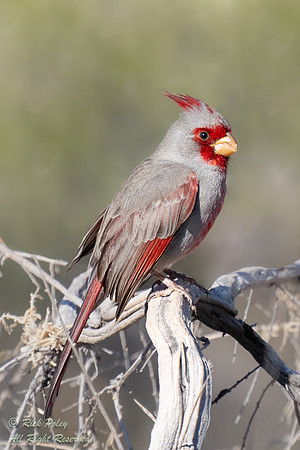 Male Pyrrhuloxia (Cardinalis sinuatus), NM