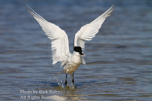 Sandwich Tern Drying Wings