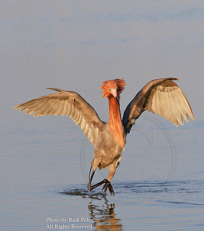 Reddish Egret (Egretta rufescens) Feeding and Foraging