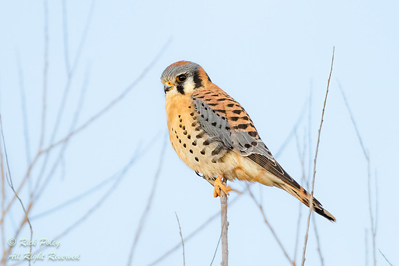 Male American Kestrel (Falco sparverius), NM