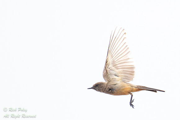 Say's Phoebe (Sayornis saya) in Flight, NM