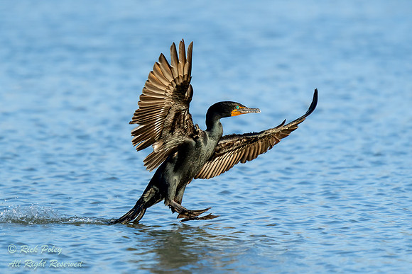 Double-crested Cormorant (Phalacrocorax auritus) Landing on Pond