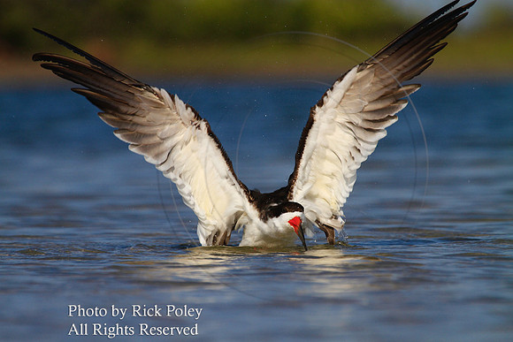 Black Skimmer (Rhynchops niger) Bathing