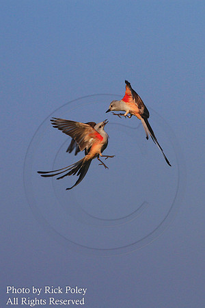 Scissor-tailed Flycatchers (Tyrannus forficatus) Fighting