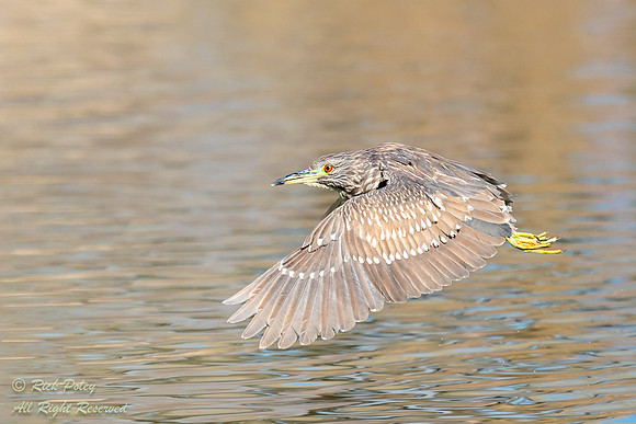 Immature Black-crowned Night Heron (Nycticorax nycticorax) in Fl