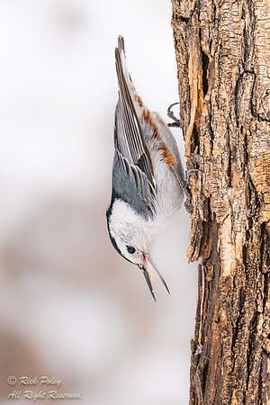 Foraging White-breasted Nuthatch (Sitta carolinensis), NM