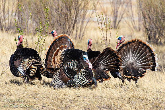 Displaying Tom Turkeys (Meleagris gallopavo), NM