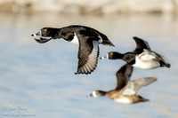 Ring-necked Duck (Aythya collaris) Drakes & Hen in Flight, NM