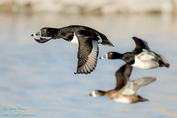 Ring-necked Duck (Aythya collaris) Drakes & Hen in Flight, NM
