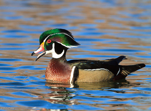 Drake Wood Duck