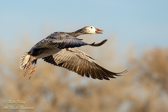 Juvenile Dark Morph Snow Geese (Chen caerulescens), NM