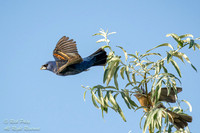 Male Blue Grosbeak (Passerina caerulea) in Flight with Female