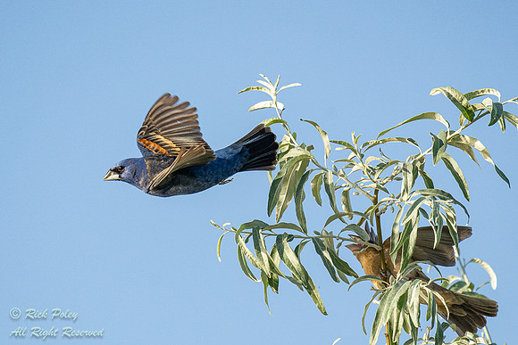 Male Blue Grosbeak (Passerina caerulea) in Flight with Female