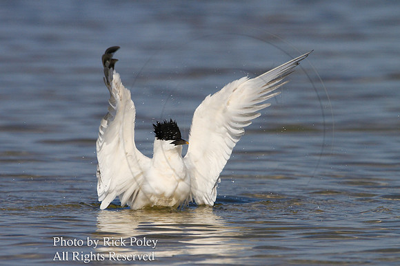 Sandwich Tern Bathing