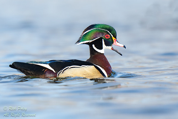 Male Wood Duck (Aix sponsa) Calling, NM
