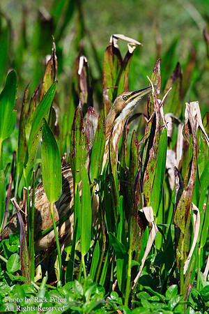 American Bittern (Botaurus lentiginosus)