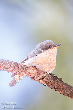 Pygmy Nuthatch (Sitta pygmaca), NM