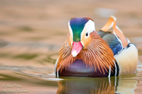 Drake Mandarin Duck (Aix galericulata) Portrait, NM