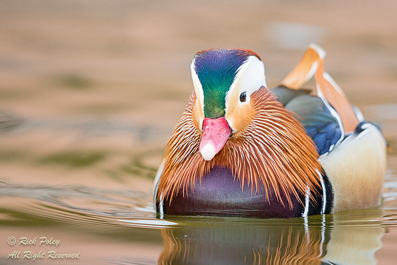 Drake Mandarin Duck (Aix galericulata) Portrait, NM