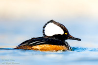 Hooded Merganser (Lophodytes cucullatus) Drake Close-up, NM