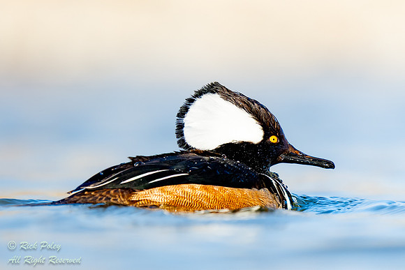 Hooded Merganser (Lophodytes cucullatus) Drake Close-up, NM
