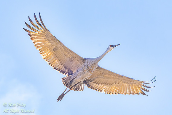 Sandhill Crane (Grus canadensis) in Flight, NM
