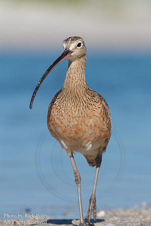 Long-billed Curlew (Numenius americanus) Portrait