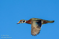 Drake Wood Duck (Aix sponsa) in Flight Against a Blue Sky, NM