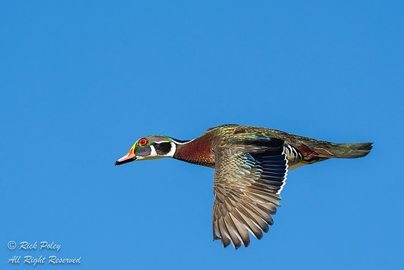 Drake Wood Duck (Aix sponsa) in Flight Against a Blue Sky, NM
