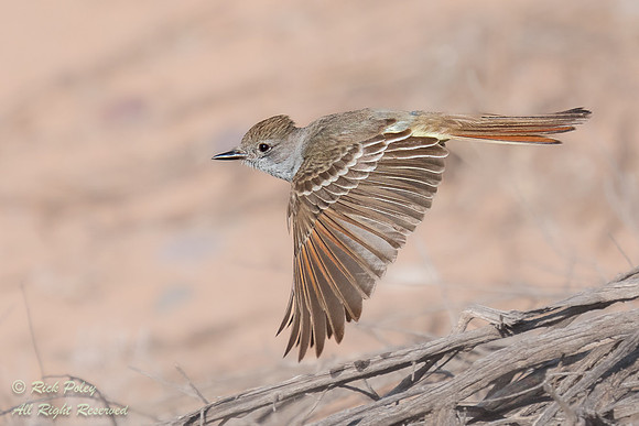 Ash-throated Flycatcher (Myiarchus cinerascens) in Flight, NM
