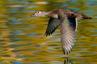 Female Wood Duck in Flight Over Pond With Autumn Reflections, NM