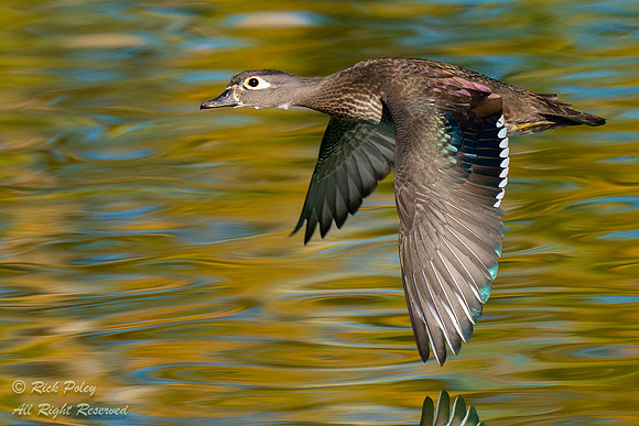 Female Wood Duck in Flight Over Pond With Autumn Reflections, NM