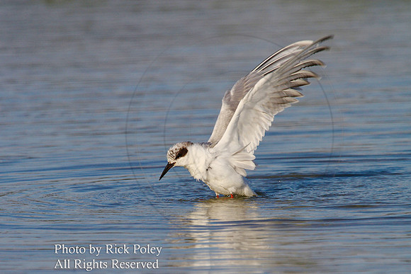 Forster's Tern (Sterna forsteri) Bathing