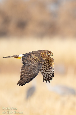 Female Northern Harrier (Circus cyaneus) Flying Over Foraging Sa