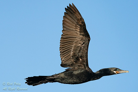 Male Neotropical Cormorant (Phalacrocorax brasilianus) In Flight